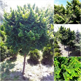 В'яз голландський (Ulmus hollandica) "Jacqueline Hillier"/Stam 110 см/НО  15-20 см/ком