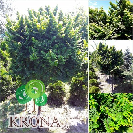 Саджанці купити В'яз голландський (Ulmus hollandica) "Jacqueline Hillier"/Stam 110 см/НО  15-20 см/ком