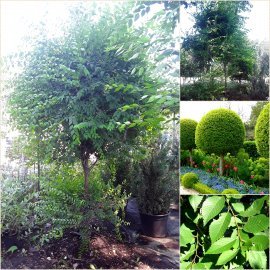В'яз дрібнолистий (Ulmus parvifolia) топіар /Н 250 см+/ ком