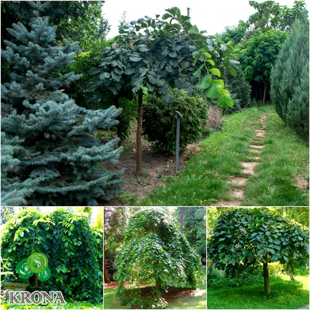 Саджанці купити В'яз шорсткий (Ulmus glabra) "Pendula"/Stam 170 см/АЛЕ 16-18 см/кому