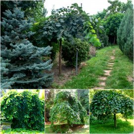 В'яз шорсткий (Ulmus glabra) "Pendula"/Stam 170 см/АЛЕ 16-18 см/кому
