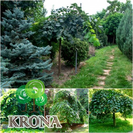 Саджанці купити В'яз шорсткий (Ulmus glabra) "Pendula"/Stam 170 см/АЛЕ 16-18 см/кому