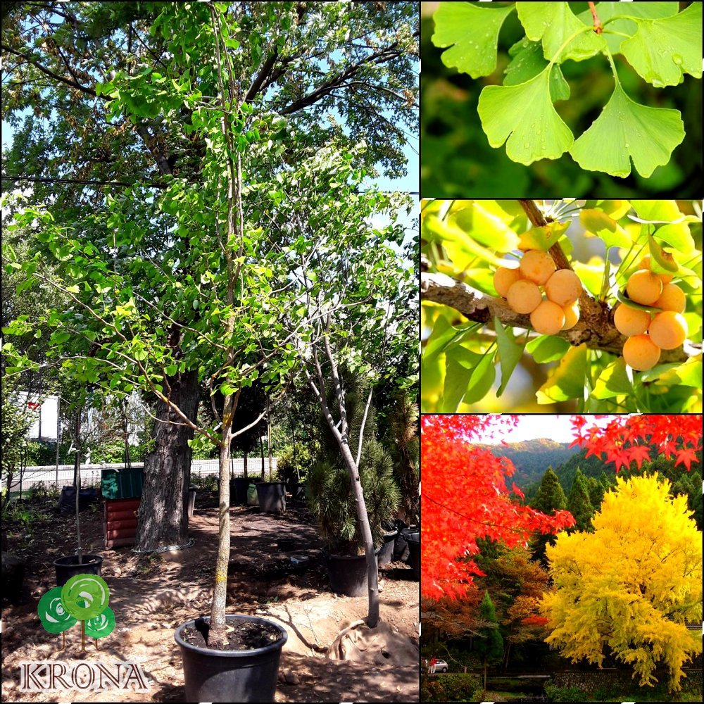 Саджанці купити Гінкго дволопатевий (Ginkgo biloba) /H 300 см+/АЛЕ 12-14 см/ контейнер