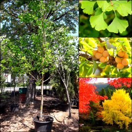 Гінкго дволопатевий (Ginkgo biloba) /H 300 см+/АЛЕ 12-14 см/ контейнер Гінкго дволопатевий (Ginkgo biloba) /H 300 см+/АЛЕ 12-14 см/ контейнер