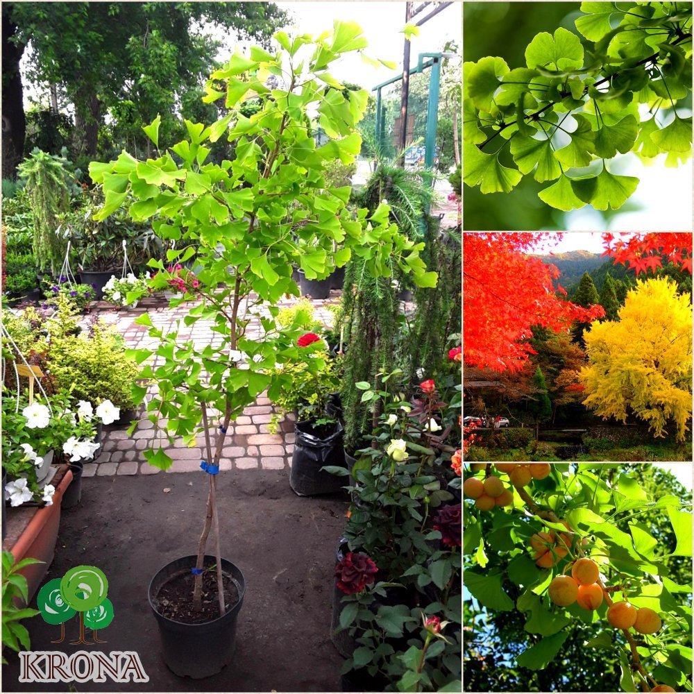 Саджанці купити Гінкго дволопатевий (Ginkgo biloba) / Н 180-200 + см / контейнер С 25-35 L 