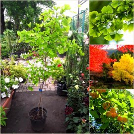 Гінкго дволопатевий (Ginkgo biloba) / Н 180-200 + см / контейнер С 25-35 L 