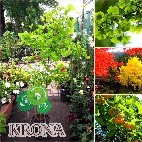 Саджанці купити Гінкго дволопатевий (Ginkgo biloba) / Н 180-200 + см / контейнер С 25-35 L 
