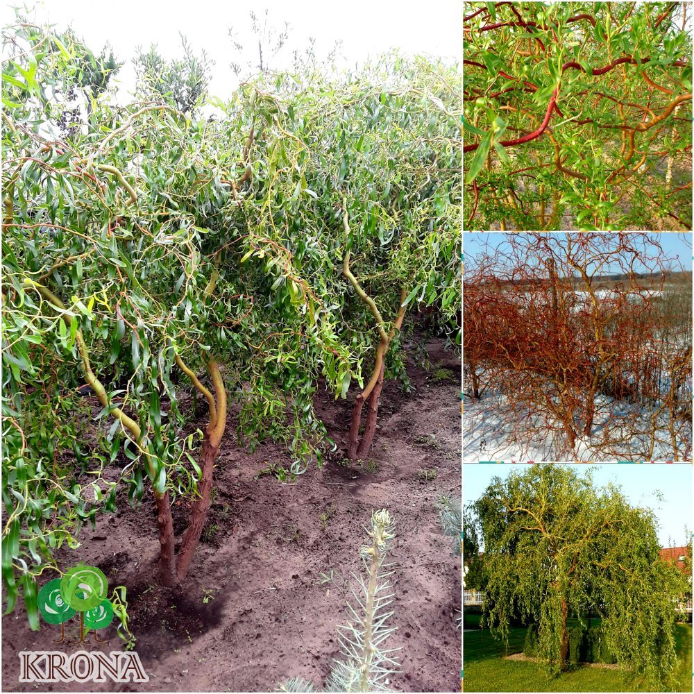 Саджанці купити Верба Матсуди (Salix Matsudana) /Н 200-300 см/ ком