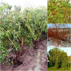 Верба Матсуди (Salix Matsudana) /Н 200-300 см/ ком