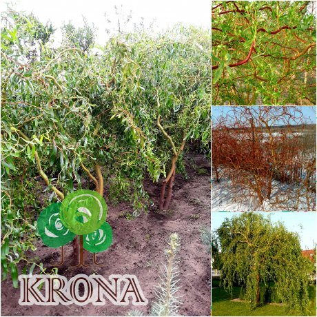 Саджанці купити Верба Матсуди (Salix Matsudana) /Н 200-300 см/ ком