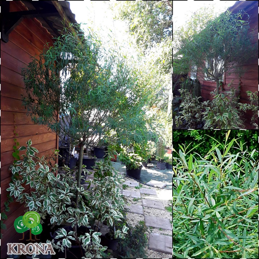 Саджанці купити Верба пурпурна (Salix purpurea) "Nana" /Stam 110-120 см/АЛЕ 14 см/ контейнер