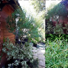 Верба пурпурна (Salix purpurea) "Nana" /Stam 110-120 см/АЛЕ 14 см/ контейнер Верба пурпурна (Salix purpurea) "Nana" /Stam 110-120 см/АЛЕ 14 см/ контейнер