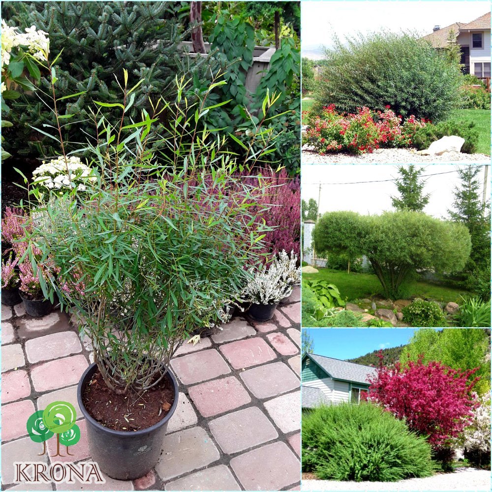 Саджанці купити Верба пурпурна (Salix purpurea) / контейнер С5 L
