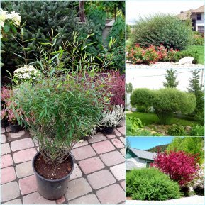 Верба пурпурна (Salix purpurea) / контейнер С5 L