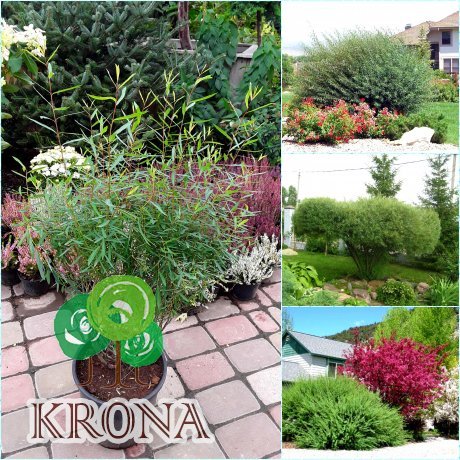 Саджанці купити Верба пурпурна (Salix purpurea) / контейнер С5 L
