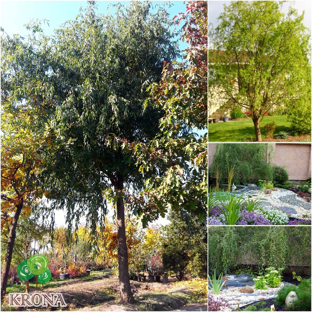 Саджанці купити Верба Матсуди (Salix matsudana) "Tortuosa" / Н 10 м / АЛЕ 85 см / ком
