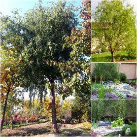 Верба Матсуди (Salix matsudana) "Tortuosa" / Н 10 м / АЛЕ 85 см / ком