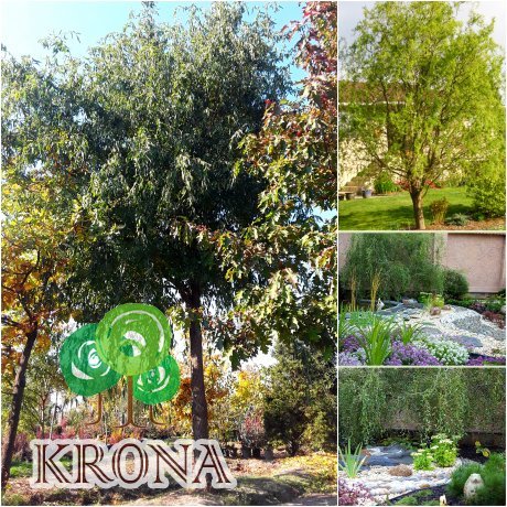Саджанці купити Верба Матсуди (Salix matsudana) "Tortuosa" / Н 10 м / АЛЕ 85 см / ком