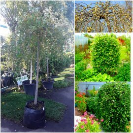 Верба козяча "Pendula" / Stam 170см / НО12-13см / контейнер Верба козяча "Pendula" / Stam 170см / НО12-13см / контейнер
