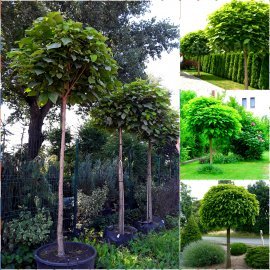 Катальпа бігнонієподібна (Catalpa bignonioides) "Nana" /Stam 200-220 см/АЛЕ 12-14 см/ контейнер