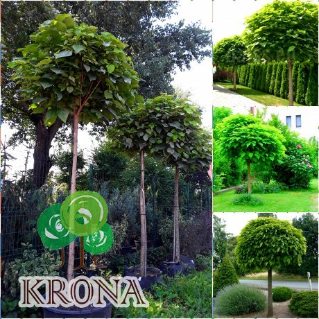 Саджанці купити Катальпа бігнонієподібна "Нана"/ (Catalpa bignonioides) "Nana" /Stam 170-190  см/НО 10-13 см/ контейнер С 25-35 L