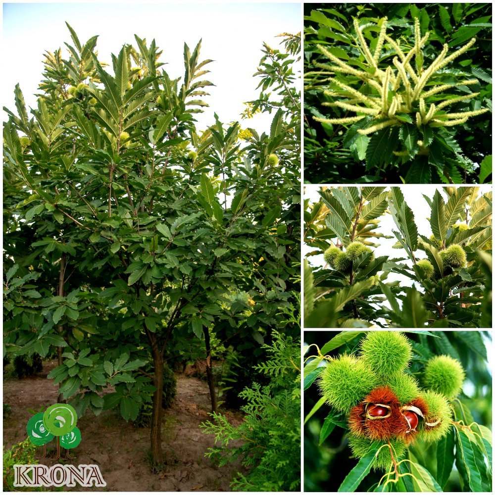 Саджанці купити Каштан їстівний (Castanea sativa) або Каштан посівний /Н 400-500 см/АЛЕ 18-20 см/ком