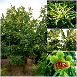 Каштан їстівний (Castanea sativa) або Каштан посівний /Н 400-500 см/АЛЕ 18-20 см/ком