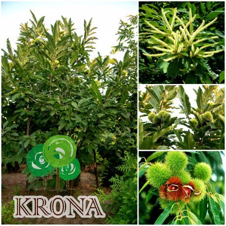 Саджанці купити Каштан їстівний (Castanea sativa) або Каштан посівний /Н 400-500 см/АЛЕ 18-20 см/ком