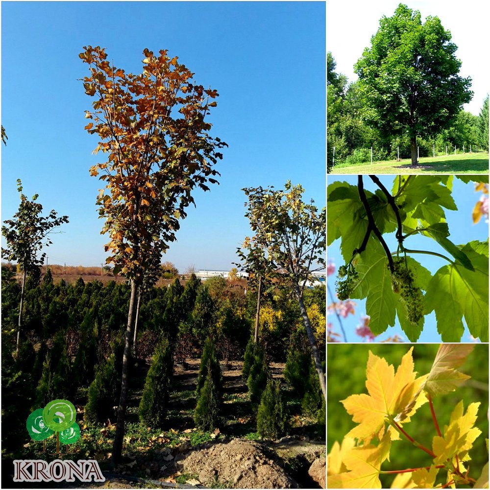 Саджанці купити Клен ложноплатановий (Acer pseudoplatanus) / H 400-500 см + / НО 30-45+ см / ком