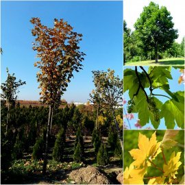 Клен ложноплатановий (Acer pseudoplatanus) / H 400-500 см + / НО 30-45+ см / ком