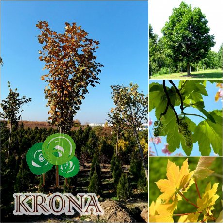Саджанці купити Клен ложноплатановий (Acer pseudoplatanus) / H 400-500 см + / НО 30-45+ см / ком