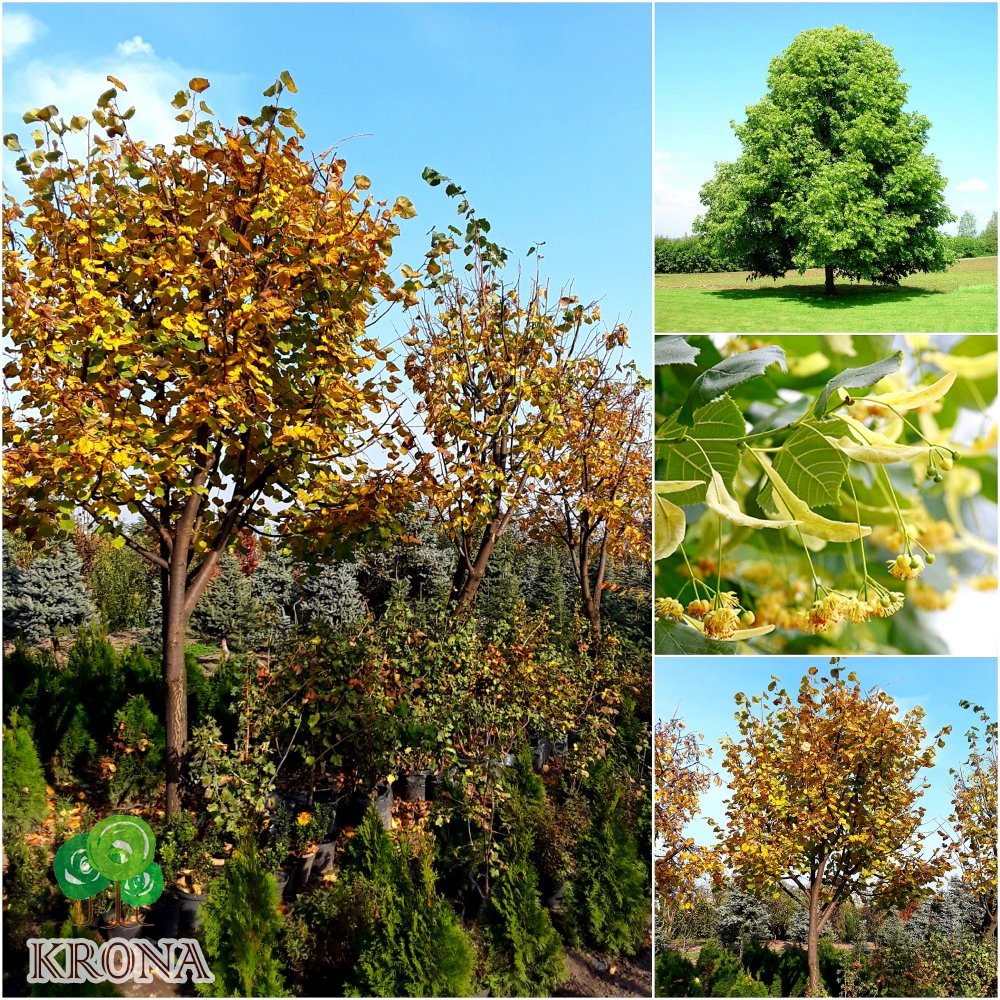 Саджанці купити Липа дрібнолиста (Tilia cordata) /H 500-600 см/НО 43-53  см/ком