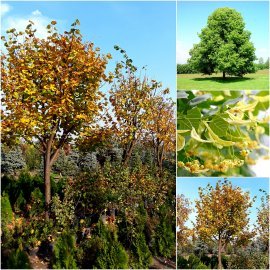 Липа дрібнолиста (Tilia cordata) /H 500-600 см/НО 43-53  см/ком