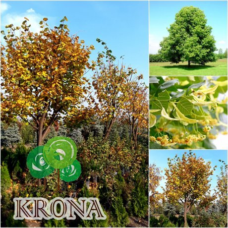 Саджанці купити Липа дрібнолиста (Tilia cordata) /H 500-600 см/НО 43-53  см/ком