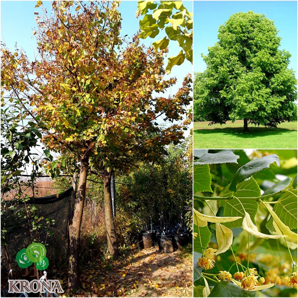 Саджанці купити Липа дрібнолиста (Tilia cordata) / Н 500 см + /НО 50 см / ком