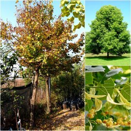 Липа дрібнолиста (Tilia cordata) / Н 500 см + /НО 50 см / ком