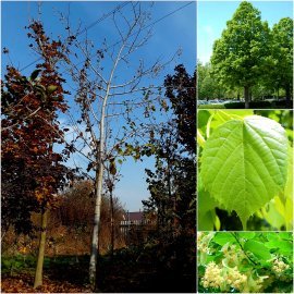 Липа американська (Tilia americana) / H 450-500 см + / НО 35-37 см / ком