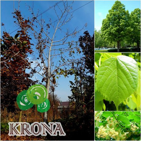Саджанці купити Липа американська (Tilia americana) / H 450-500 см + / НО 35-37 см / ком