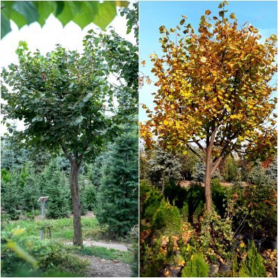 Саджанці купити Липа дрібнолиста (Tilia cordata) /H 500-600 см/НО 43-53  см/ком