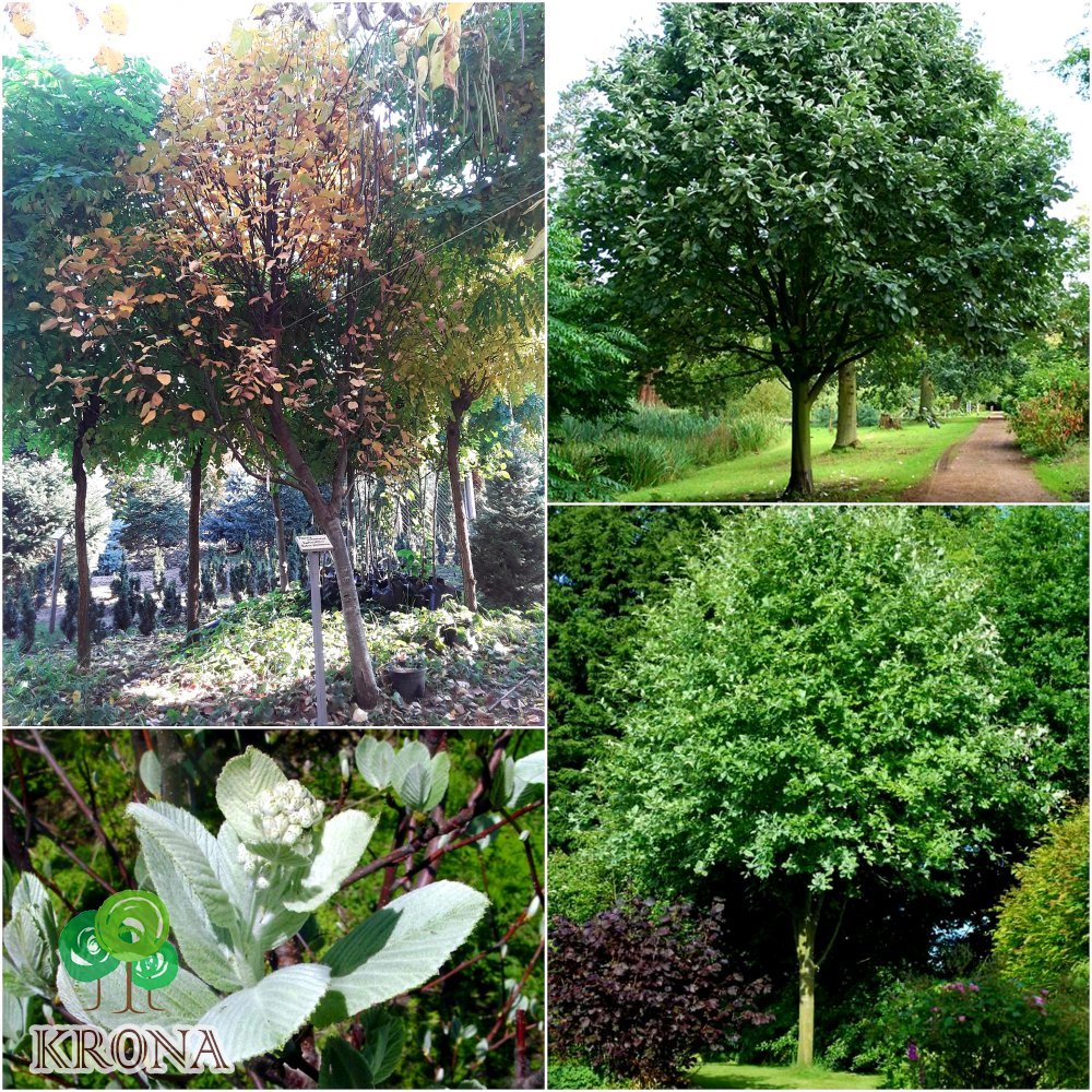Саджанці купити Горобина кругліста (Sorbus aria) "Magnifica" /Н 500  + см+/АЛЕ 20 см+/ кому