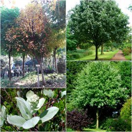 Горобина кругліста (Sorbus aria) "Magnifica" /Н 500  + см+/АЛЕ 20 см+/ кому