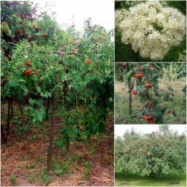 Горобина звичайна (Sorbus aucuparia) "Pendula" /Stam 150-200 см/АЛЕ 14-16 см/ кому Горобина звичайна (Sorbus aucuparia) "Pendula" /Stam 150-200 см/АЛЕ 14-16 см/ кому