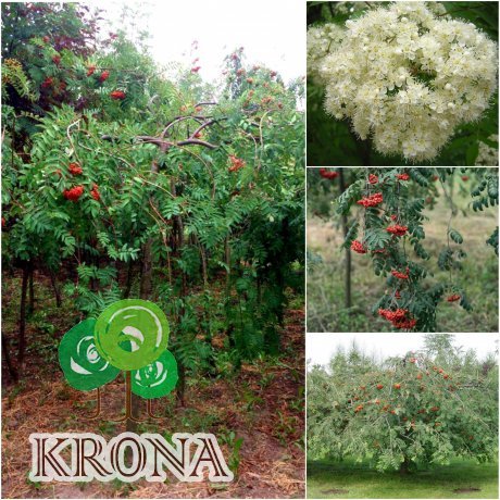 Саджанці купити Горобина звичайна (Sorbus aucuparia) "Pendula" /Stam 150-200 см/АЛЕ 14-16 см/ кому