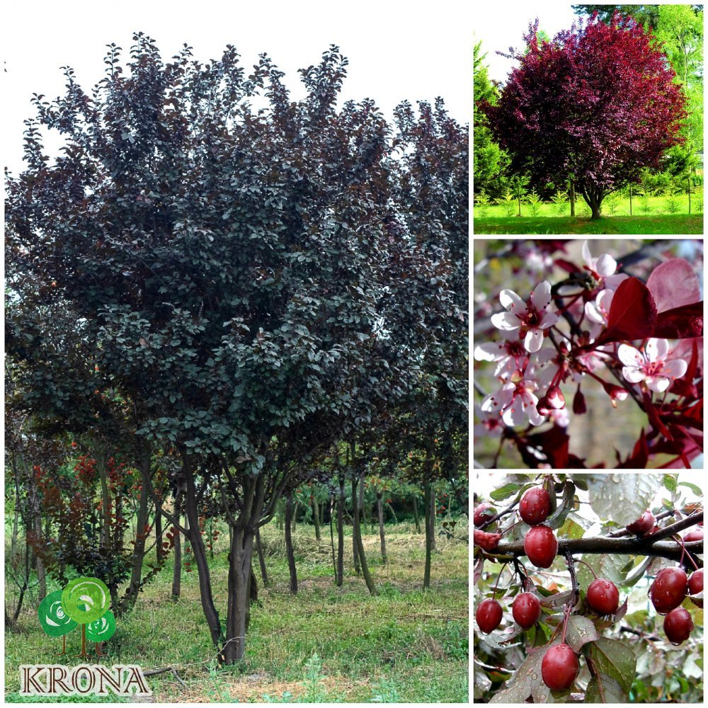 Саджанці купити Слива розчепірена (Prunus cerasifera) "Pissardii" /H 500 см/АЛЕ 22-24 см/ кому