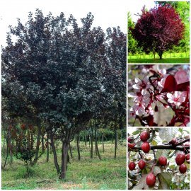 Слива розчепірена (Prunus cerasifera) "Pissardii" /H 500 см/АЛЕ 22-24 см/ кому