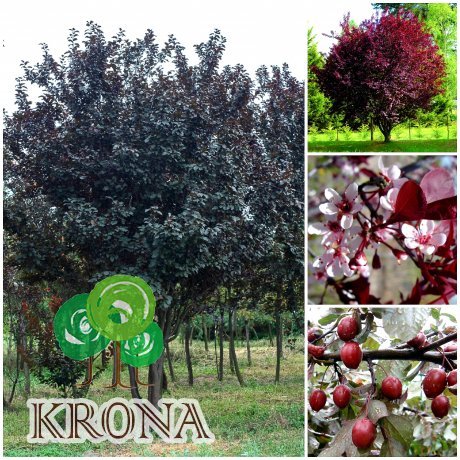 Саджанці купити Слива розчепірена (Prunus cerasifera) "Pissardii" /H 500 см/АЛЕ 22-24 см/ кому