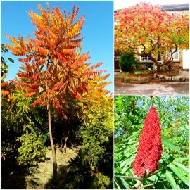 Сумах оленерогий /Оцтове дерево (Rhus typhina) /Н 200 см/ ком