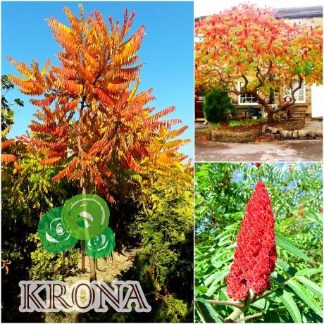 Саджанці купити Сумах оленерогий /Оцтове дерево (Rhus typhina) /Н 200 см/ ком
