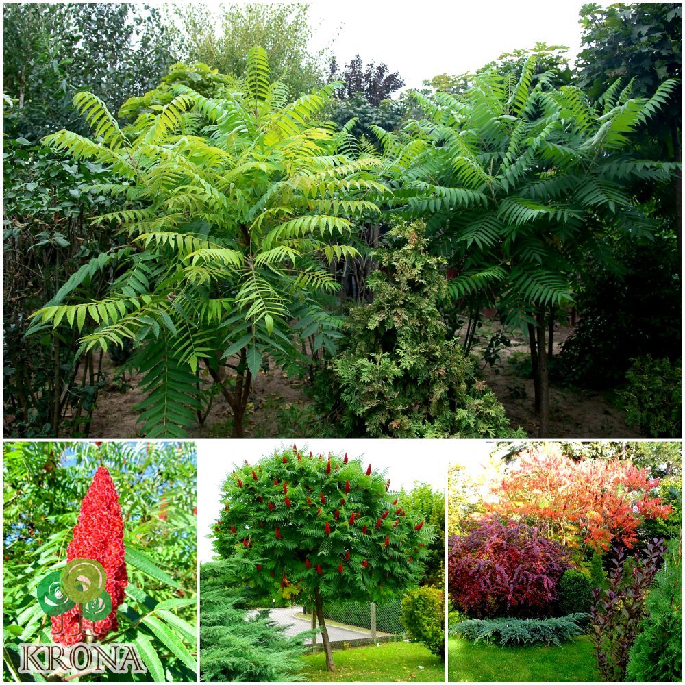 Саджанці купити Сумах оленерогий / Оцтове дерево (Rhus typhina) / Н 250-300 см / ком