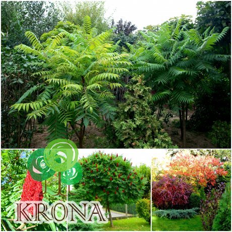 Саджанці купити Сумах оленерогий / Оцтове дерево (Rhus typhina) / Н 250-300 см / ком